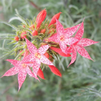 Ipomopsis aggregata flower